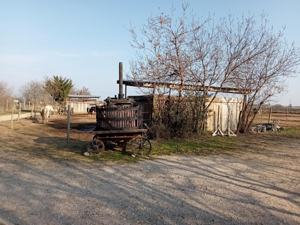 Le Mas Palegry Chambres D'Hotes ペルピニャン エクステリア 写真